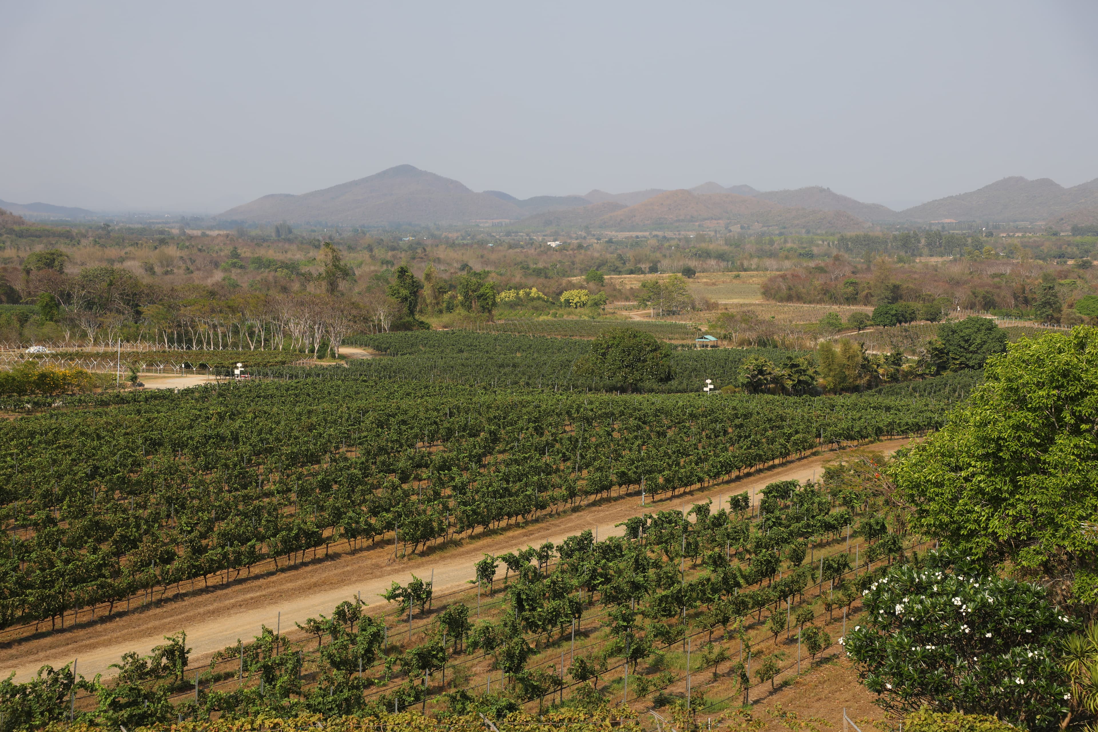 整個酒莊面積廣達48公頃，一眼望去全是葡萄園。