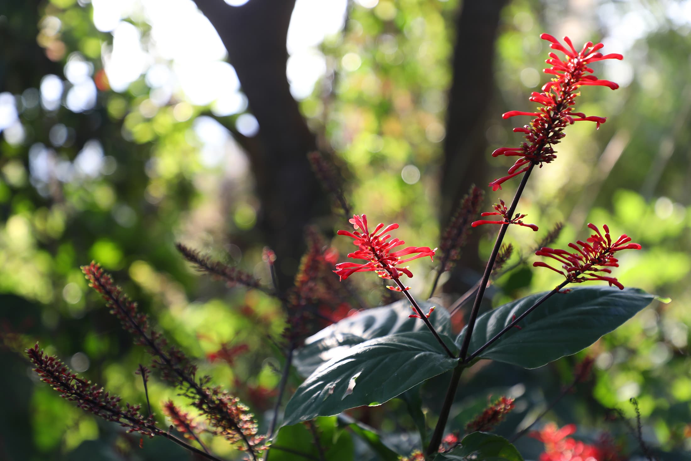 步道兩旁常能發現色彩豔紅、呈現一串串長筒狀的「紅樓花」。
