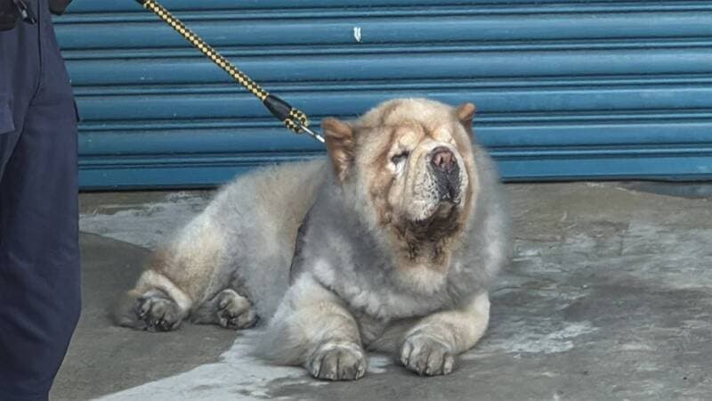 消防隊員從3樓救出一隻飽受驚嚇的鬆獅犬。(民眾提供)