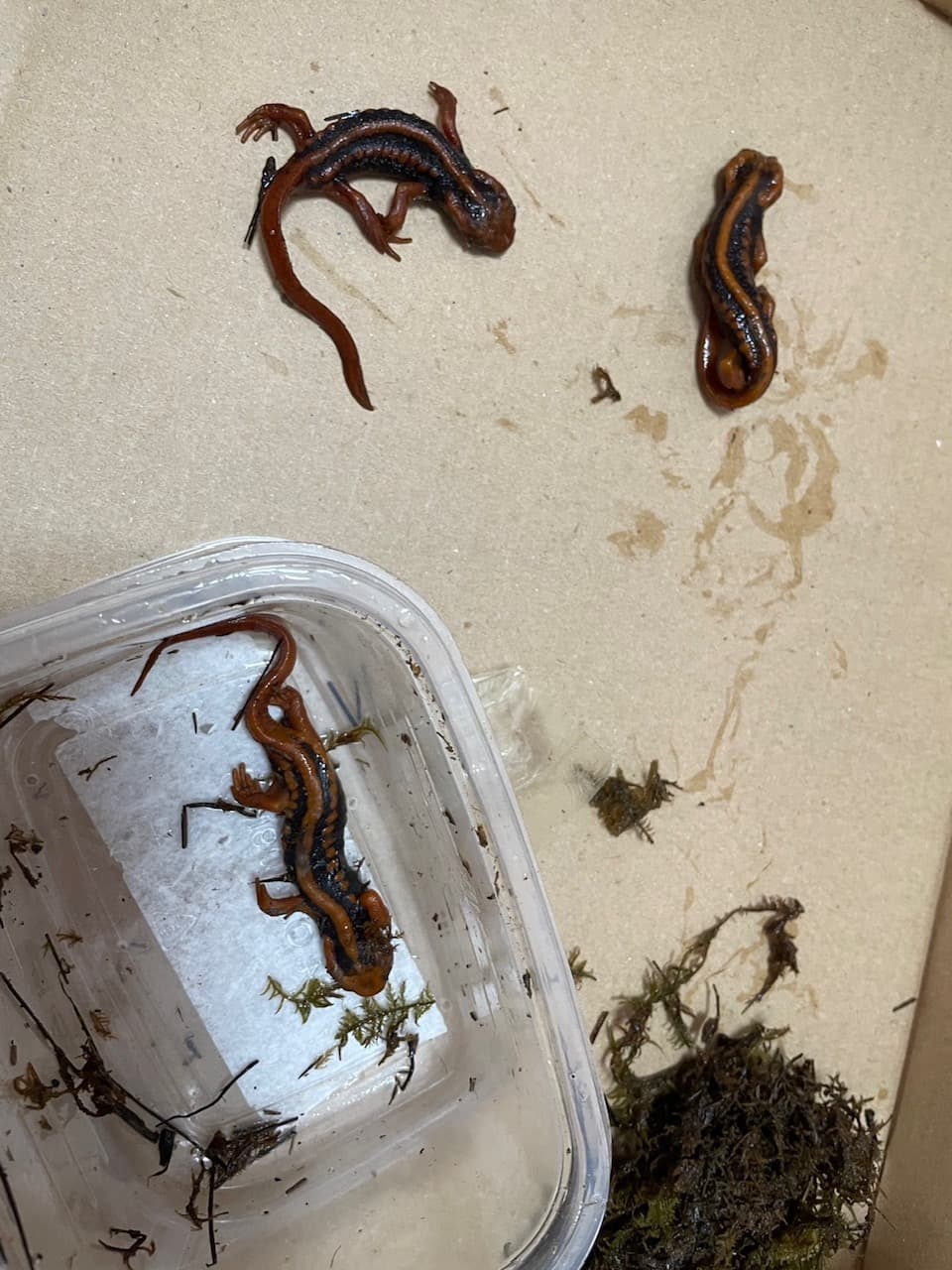 可疑船舶私運爬蟲類動物入境。(海巡署提供)