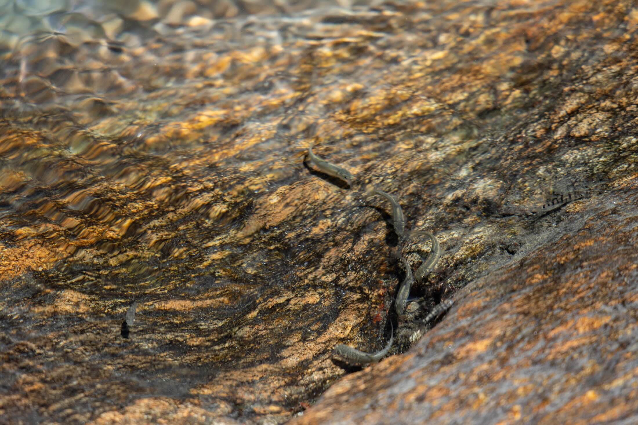 清澈的溪流裡能看見魚群悠遊其中。