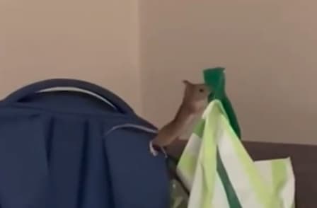 而開燈這隻「動物」現形後，發現居然是米奇！嚇得女子完全不敢再入睡。（翻攝自tiktok）