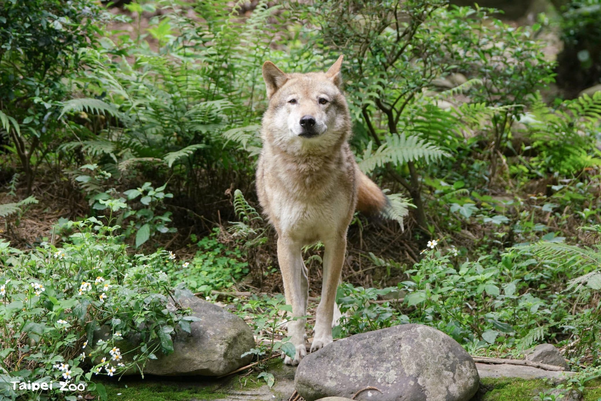 北市動物園辦百年慰靈祭,圖為灰狼沃夫。(取自動物園官網)