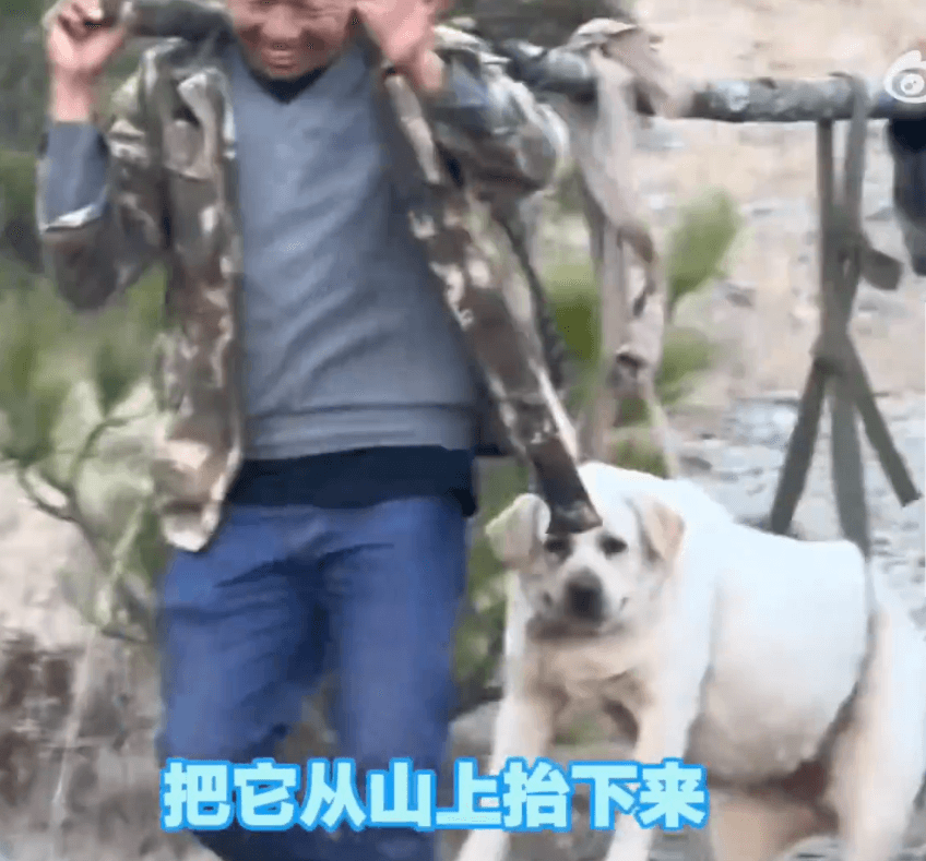 拉布拉多表情生無可戀。(翻攝自微博水母網)
