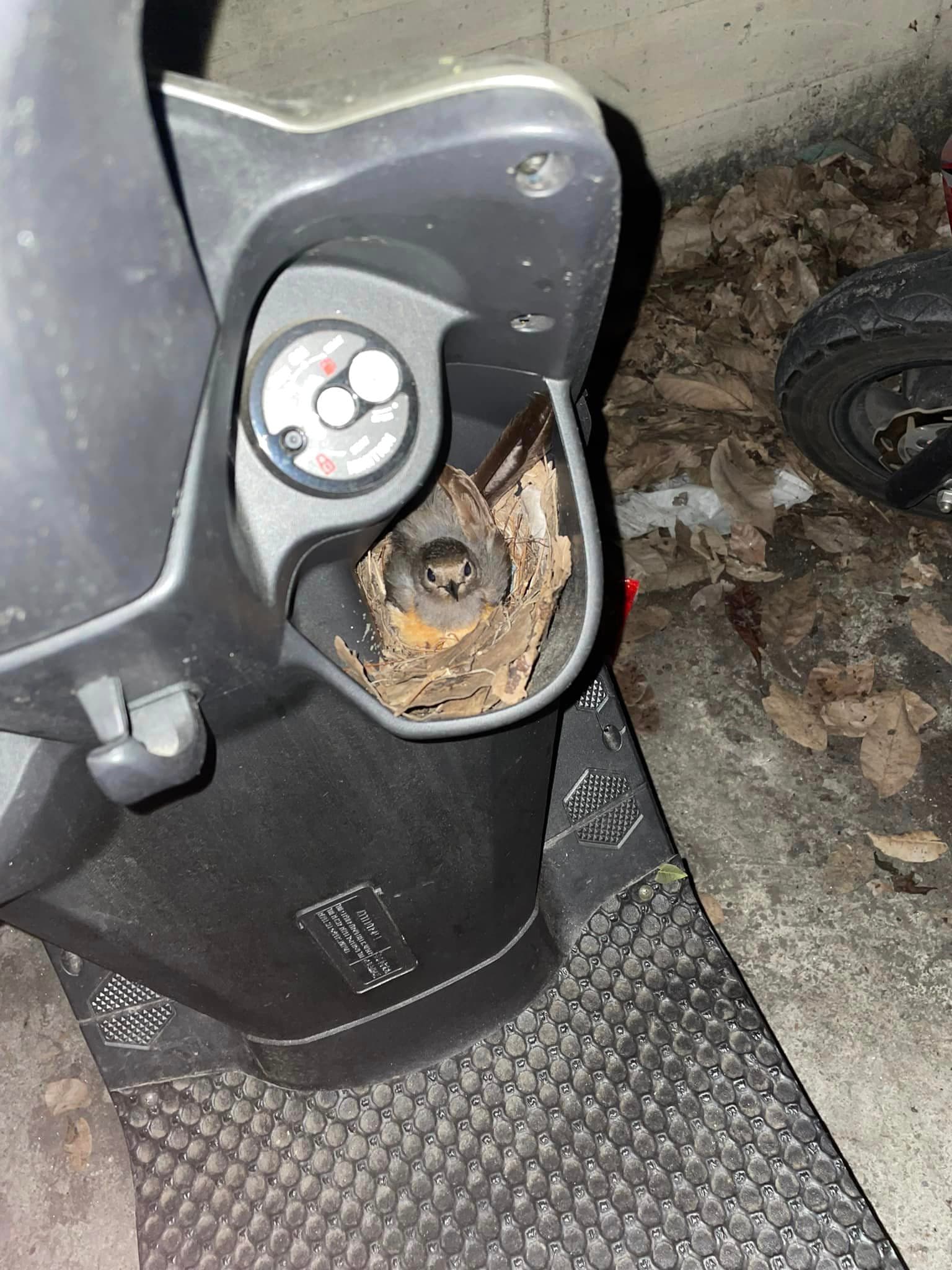 有隻可愛的小鳥在機車的飲料杯架內築巢,下面還有4顆正在孵化的蛋。(翻攝自爆廢公社)