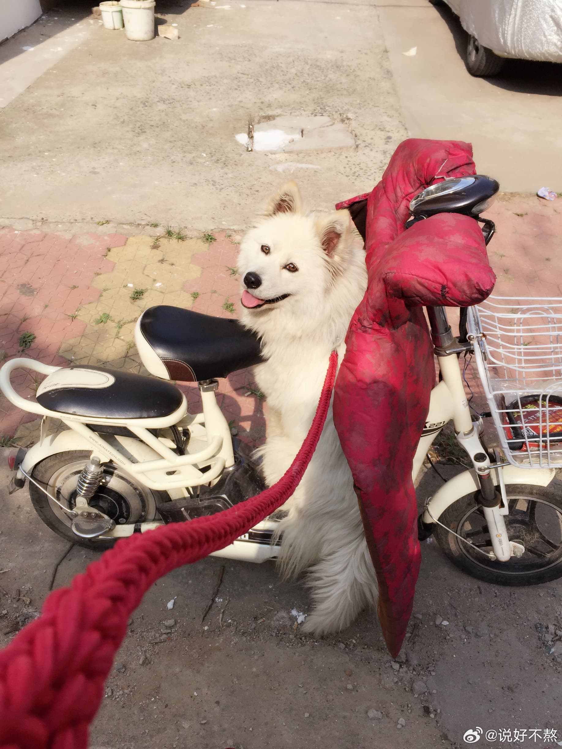薩摩耶乖巧可愛。(翻攝飼主微博)