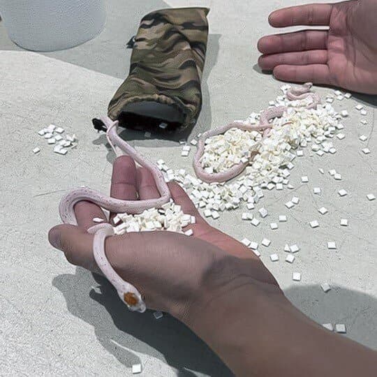 袋中發現2條蛇蛇。(翻自美國運輸安全管理局推特)