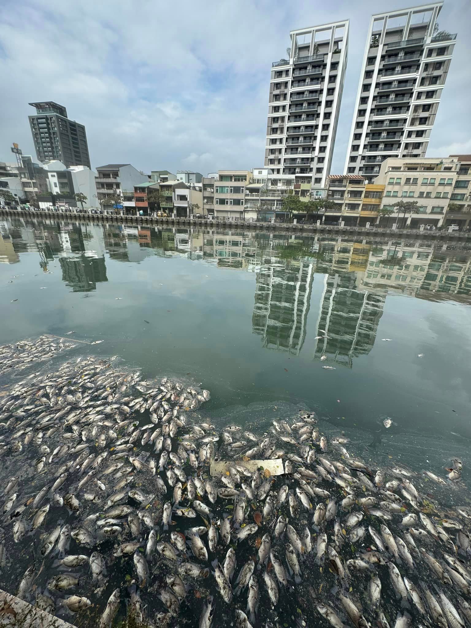 台南民眾今日路過安平運河,目擊水面漂滿魚屍。(翻攝臉書社團「台南大小事」)
