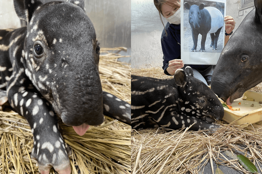英雄小時候還有可愛的小豬斑紋。(翻攝自橫濱動物園官網)