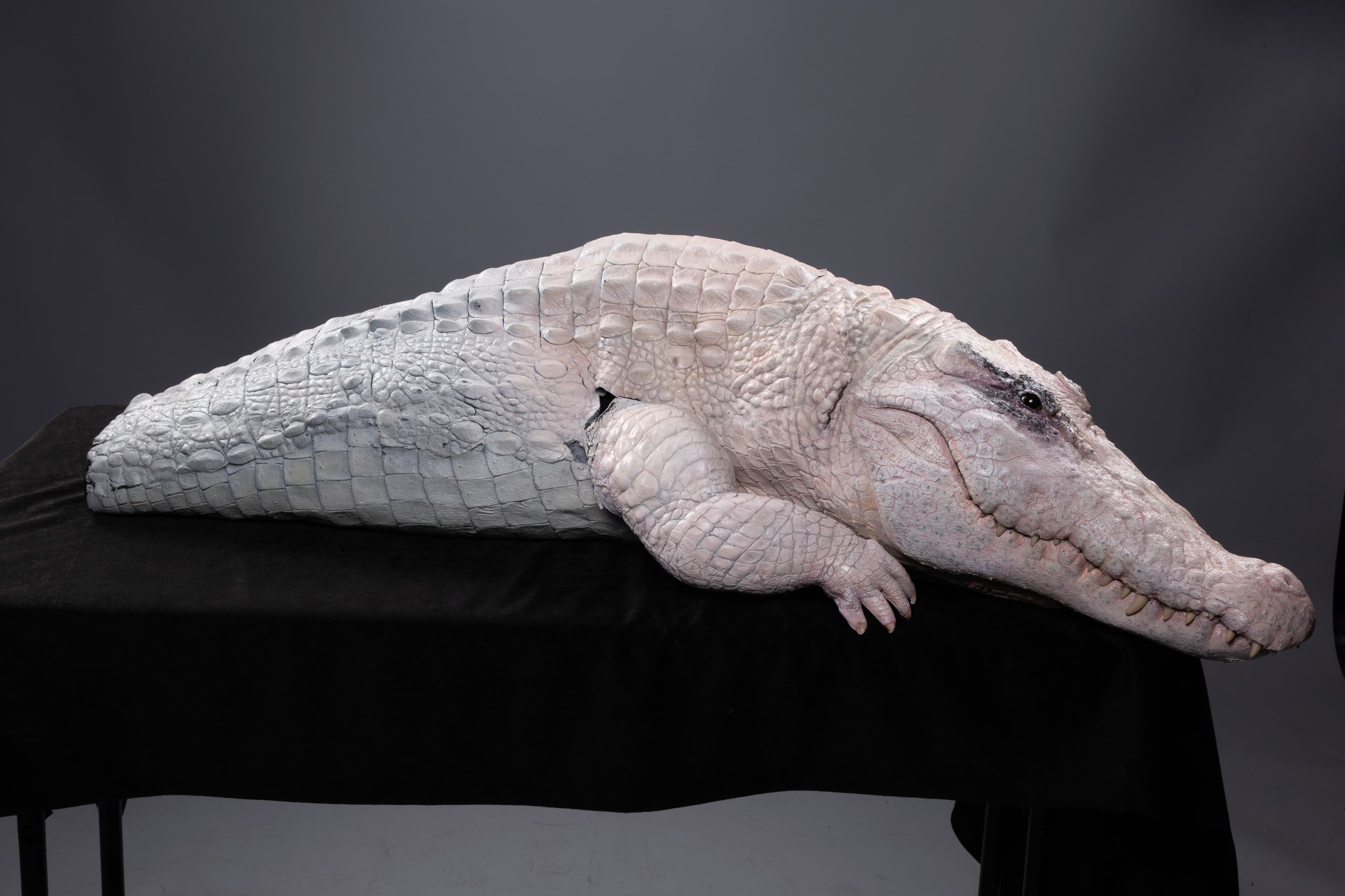 好萊塢特效公司傳奇工作室為獸人樂團的歌曲MV〈Alligator〉打造一隻白鱷魚。(洪詩婷提供)