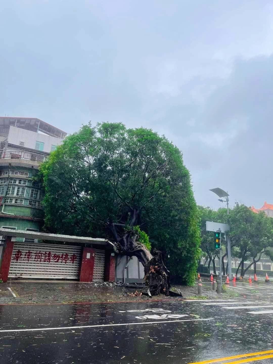 山陀兒今天中午登陸小港，知名打卡景點「安全帽大樹」被連根拔起。（翻攝自記者爆料網）