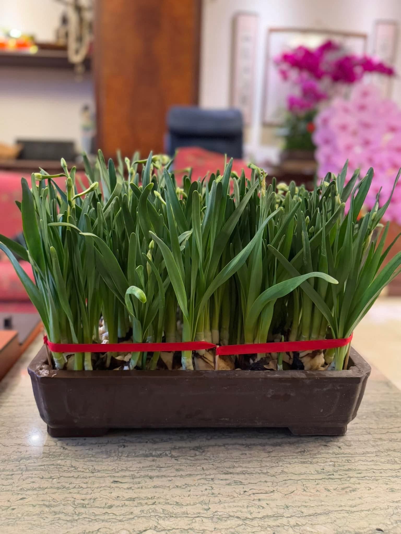 整盆水仙會漸漸開花,生氣蓬勃。
