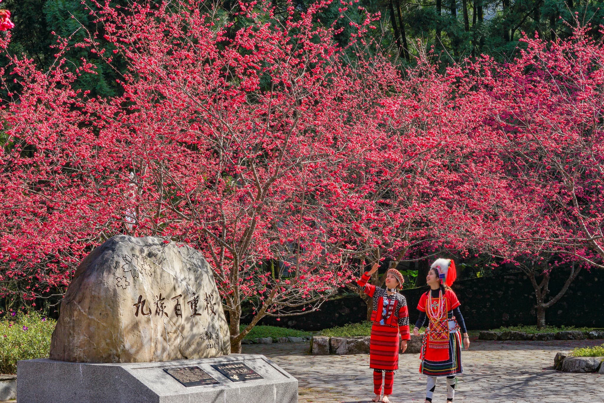 一年一度的九族櫻花祭,經常吸引大量遊客前來追櫻。(翻攝九族文化村粉絲團)