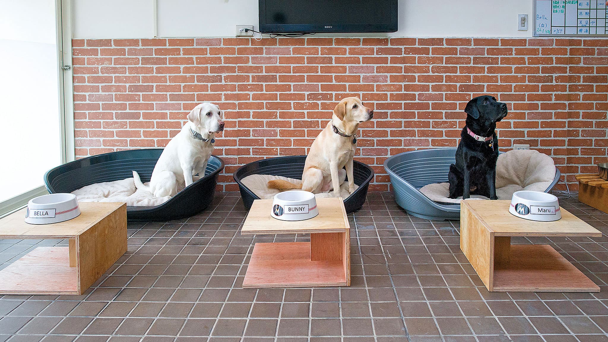 3隻導盲犬已正式入住總統官邸，蔡英文還特地準備專屬室內空間提供牠們休憩。（取自蔡英文臉書）
