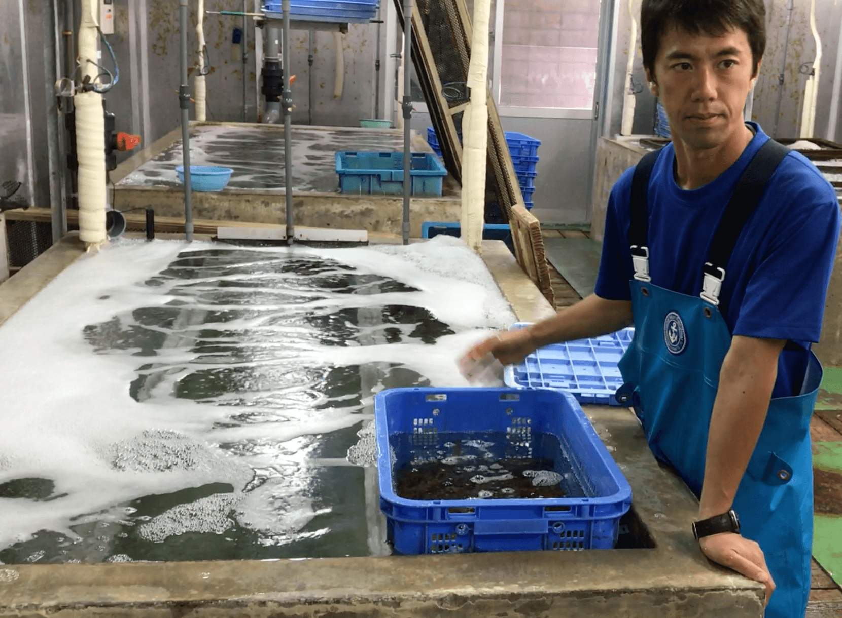 分級完的明蝦要在海洋深層水裡泡冰水澡,免得掙扎消耗體力。