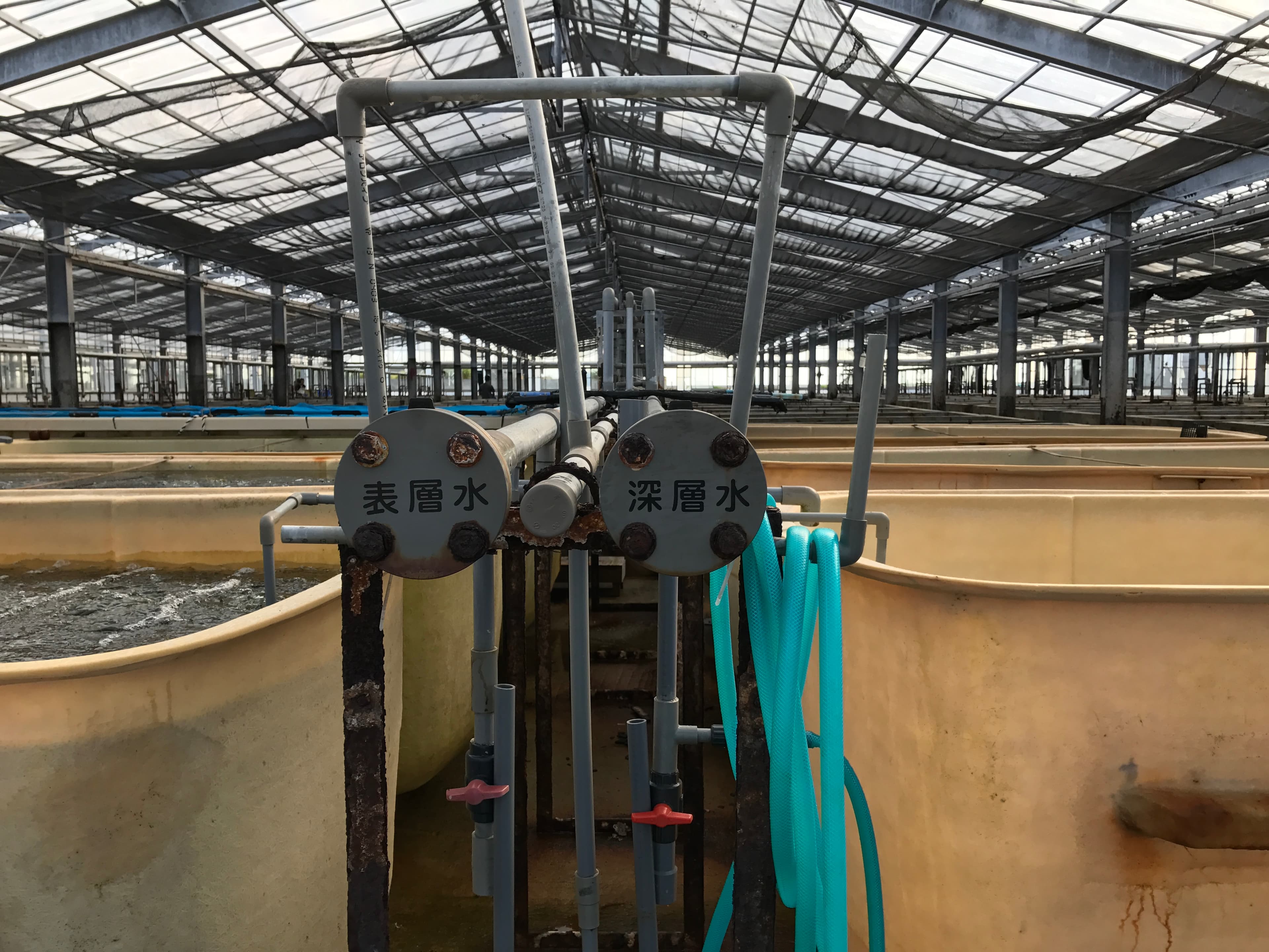 養海葡萄的海水是以表層水跟深層水調合而成，水是冰涼的，但溫室裡真是悶熱到爆炸。