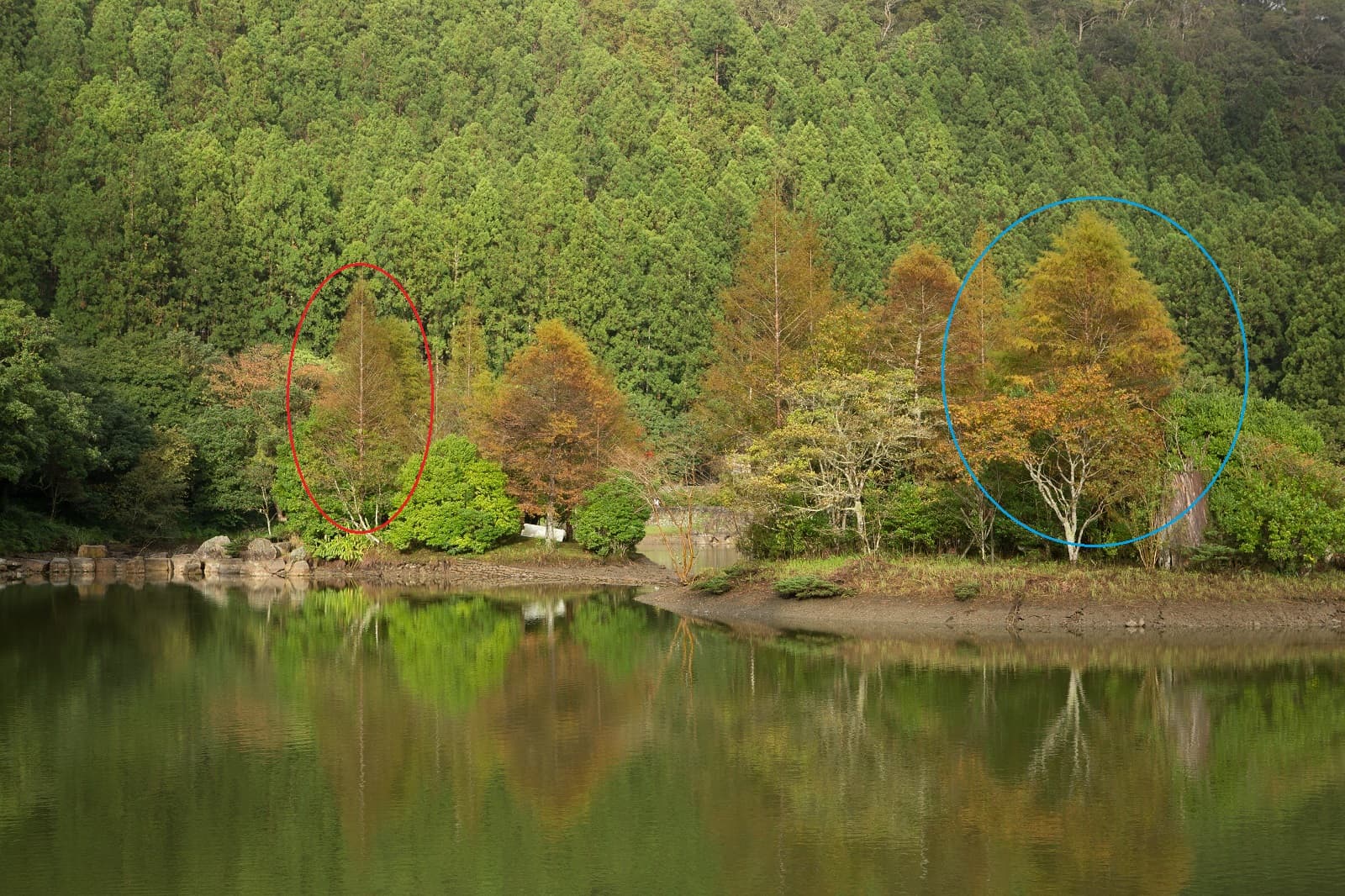 看樹型:樹形頂端呈尖狀為水杉(左邊紅圈者),而樹型長得圓圓胖胖的便是落羽杉(右邊藍圈者)。