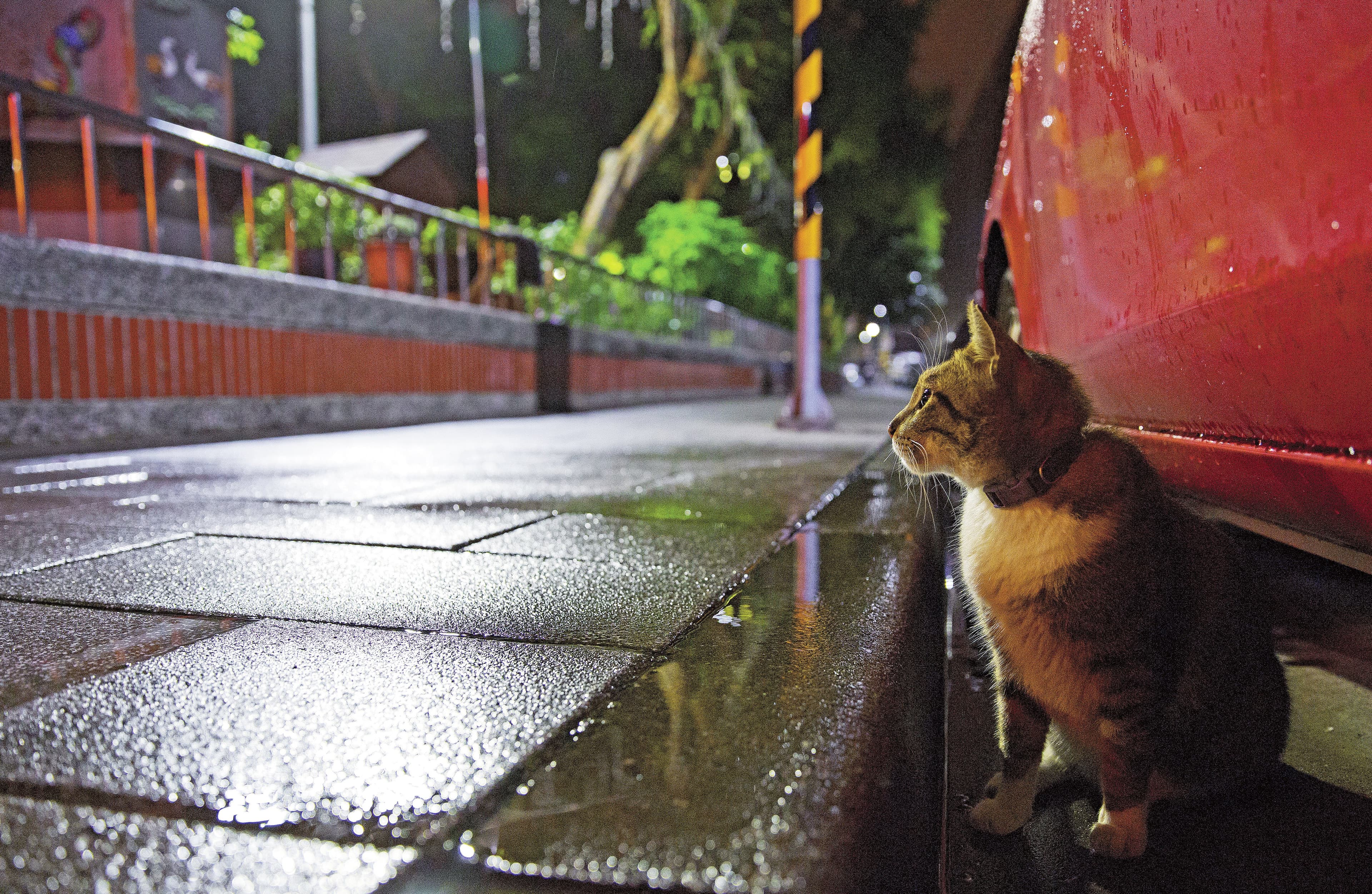 親人的街貓小白襪，在雨後的夜中出來等待愛媽餵食。每每吃完都會被愛媽催促快走，以免遭狗攻擊橫屍街頭。