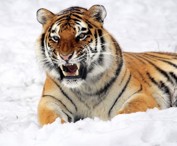 因為人類盜獵猖獗,導致阿穆爾虎現存的野生數量急遽下滑。