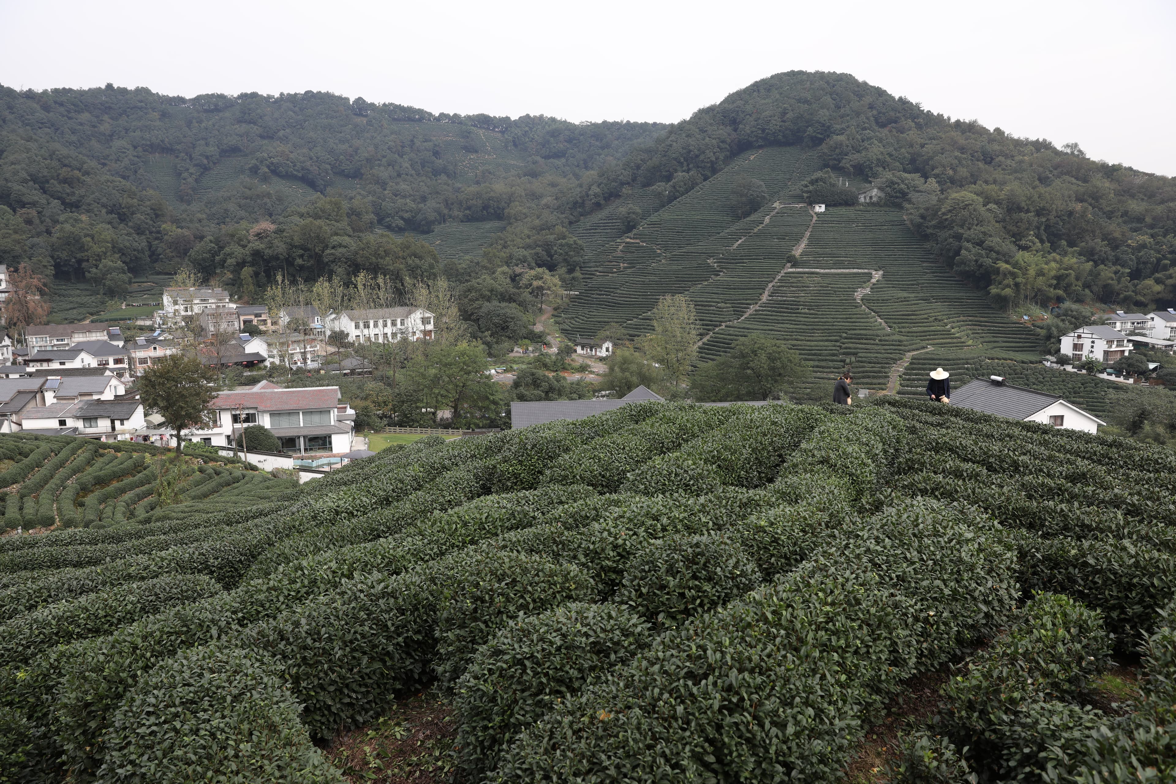 清代美食家袁枚說，杭州山茶處處皆清，不過以龍井為最爾，龍井村如今仍保有這片360度無死角的美麗茶園。