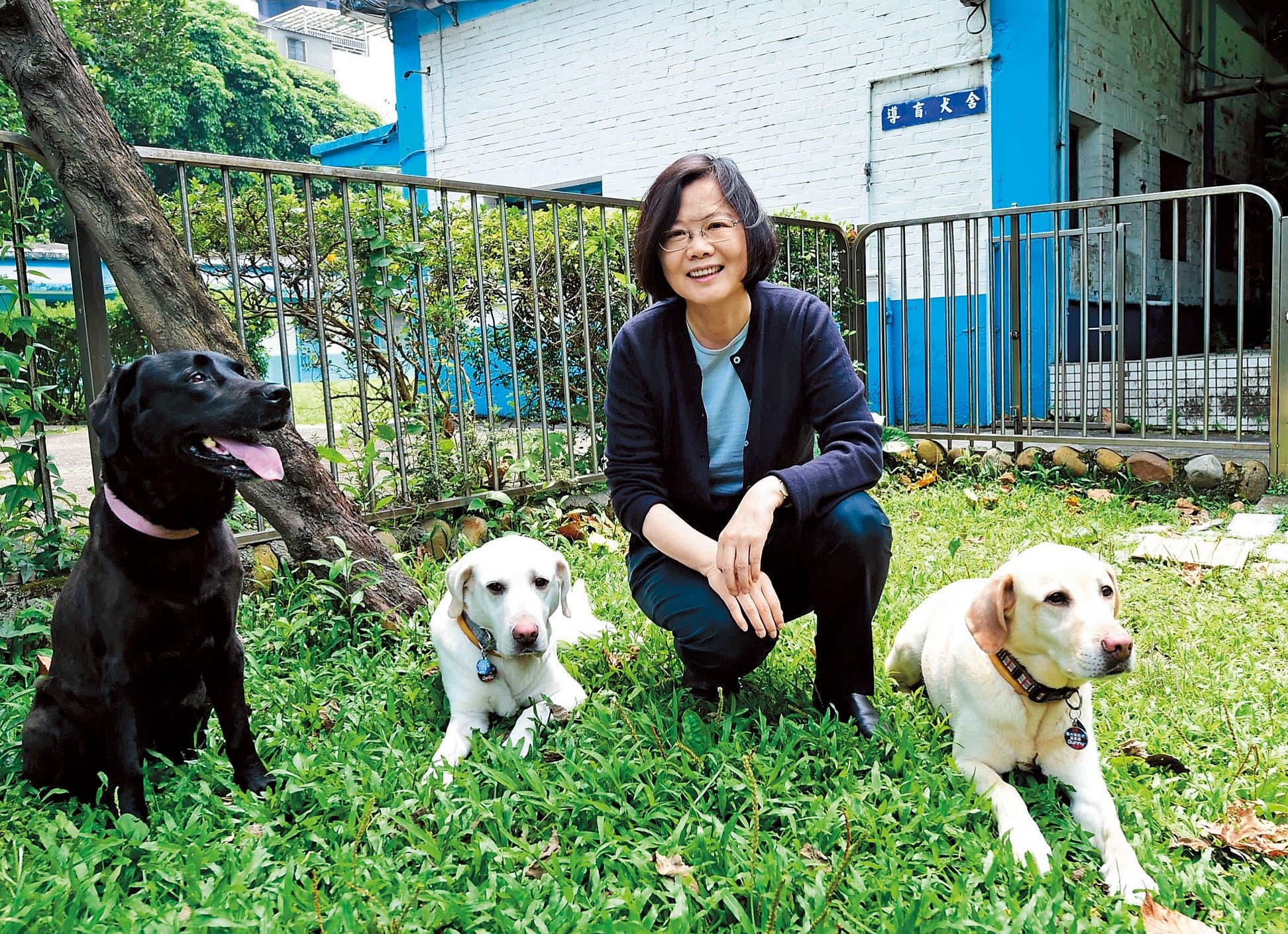 蔡英文今10月在導盲犬學校,收養3隻退役的拉布拉多犬,為第一家庭增添新成員。