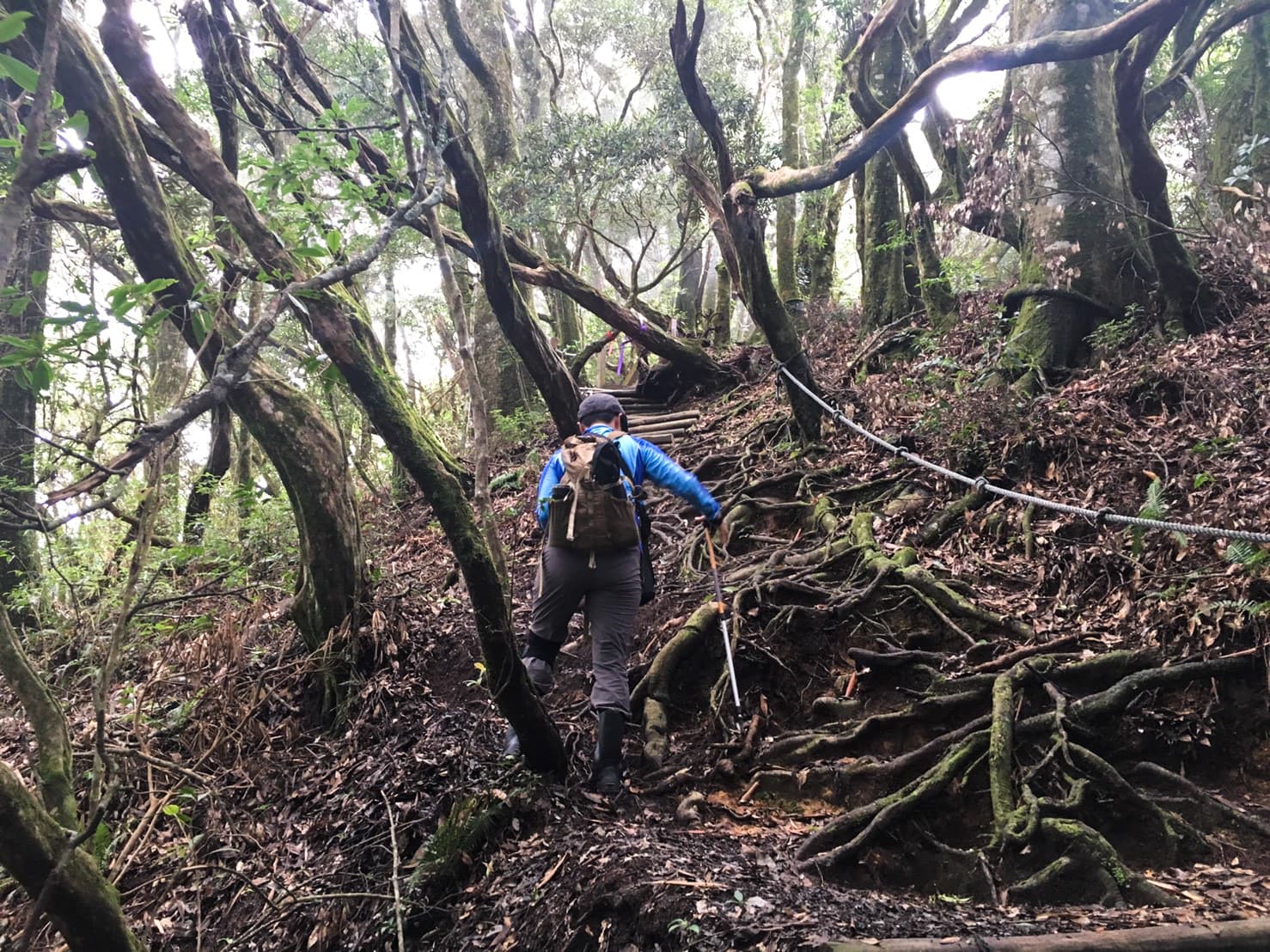 往塔曼山的路程上,常有許多樹根路。