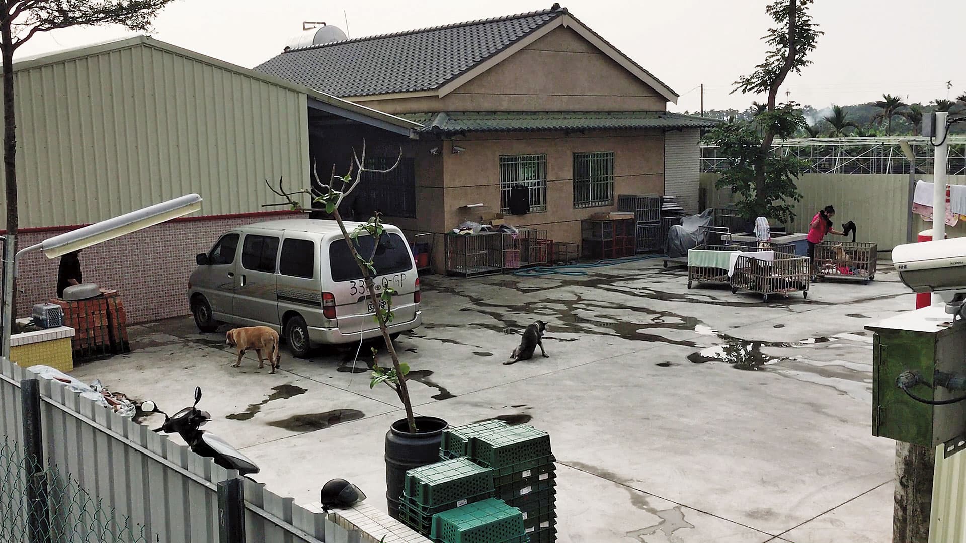 保育場占地千坪,廣場仍有很大空地,在外面休息的犬隻數量不多。