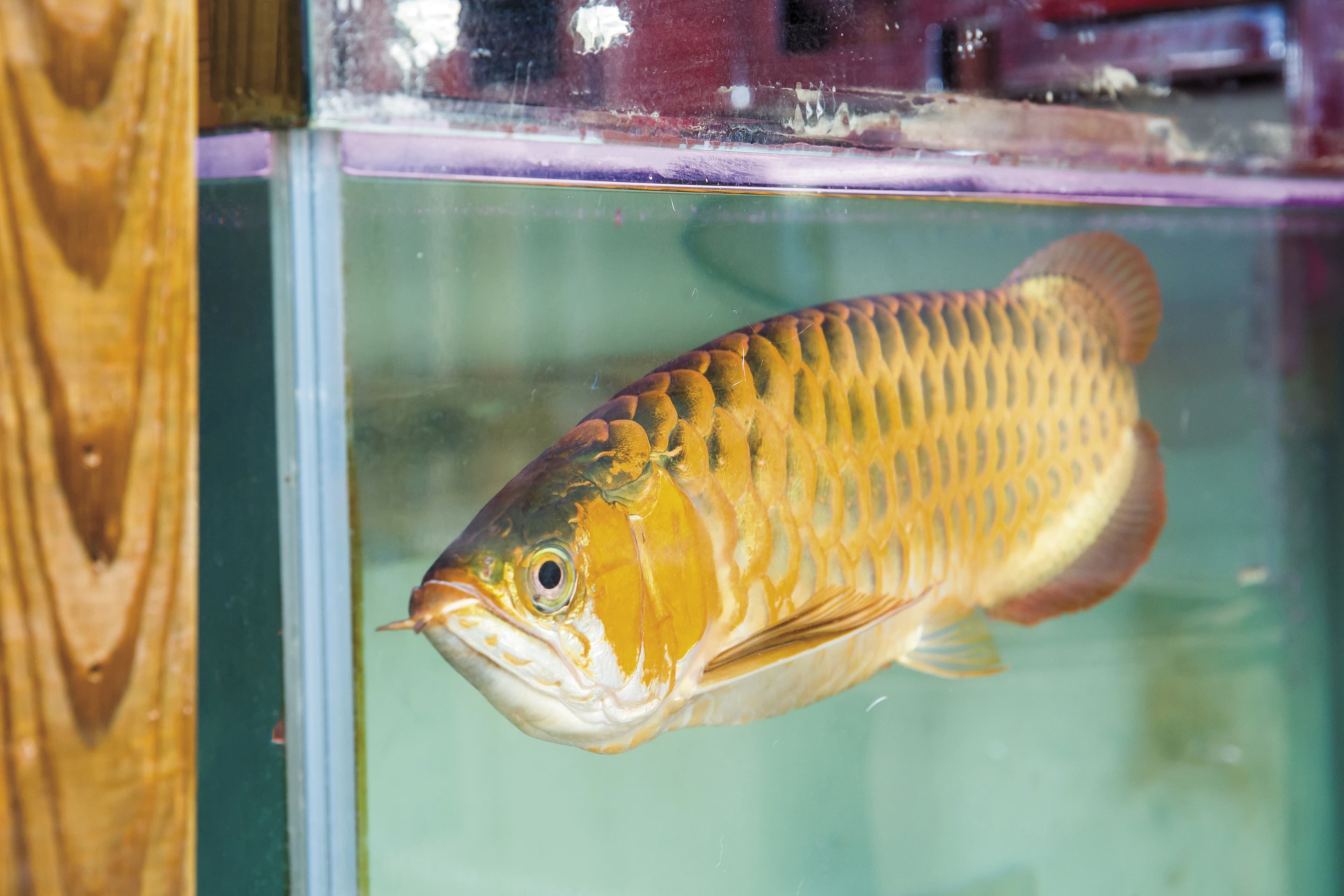 不僅如此,阮菁桃家還有大魚缸養了紅龍,相當尊貴。