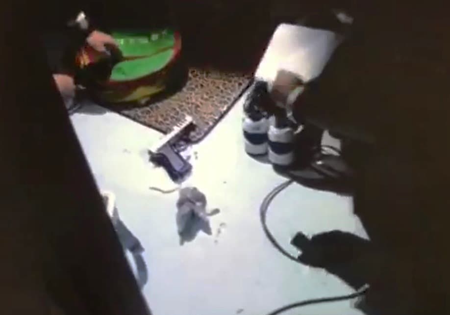 警方在現場查獲2把改造槍枝和10多發子彈,所幸郭嫌未與警方駁火。