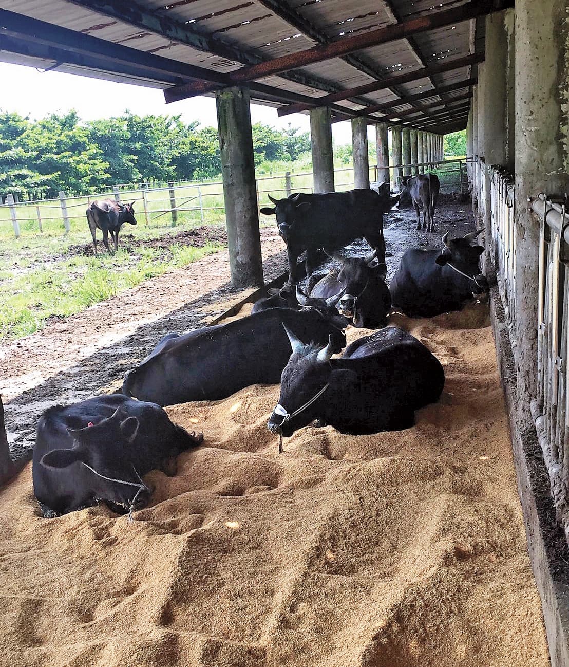 兆豐農場飼養的23頭台灣和牛「源興牛」,飼養柵欄區域及牛隻均平安,並未受到地震影響。