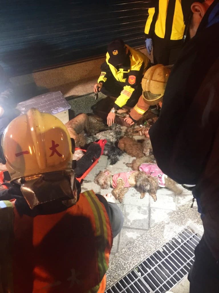 板橋寵物店今日凌晨大火，玩具貴賓犬被燒傷或嗆死，共32隻毛孩喪命。