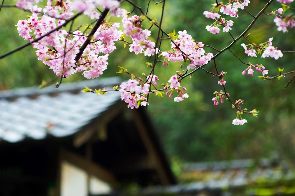 深秋的明池楓紅遠近馳名。其實明池的櫻花，非常有日本味。