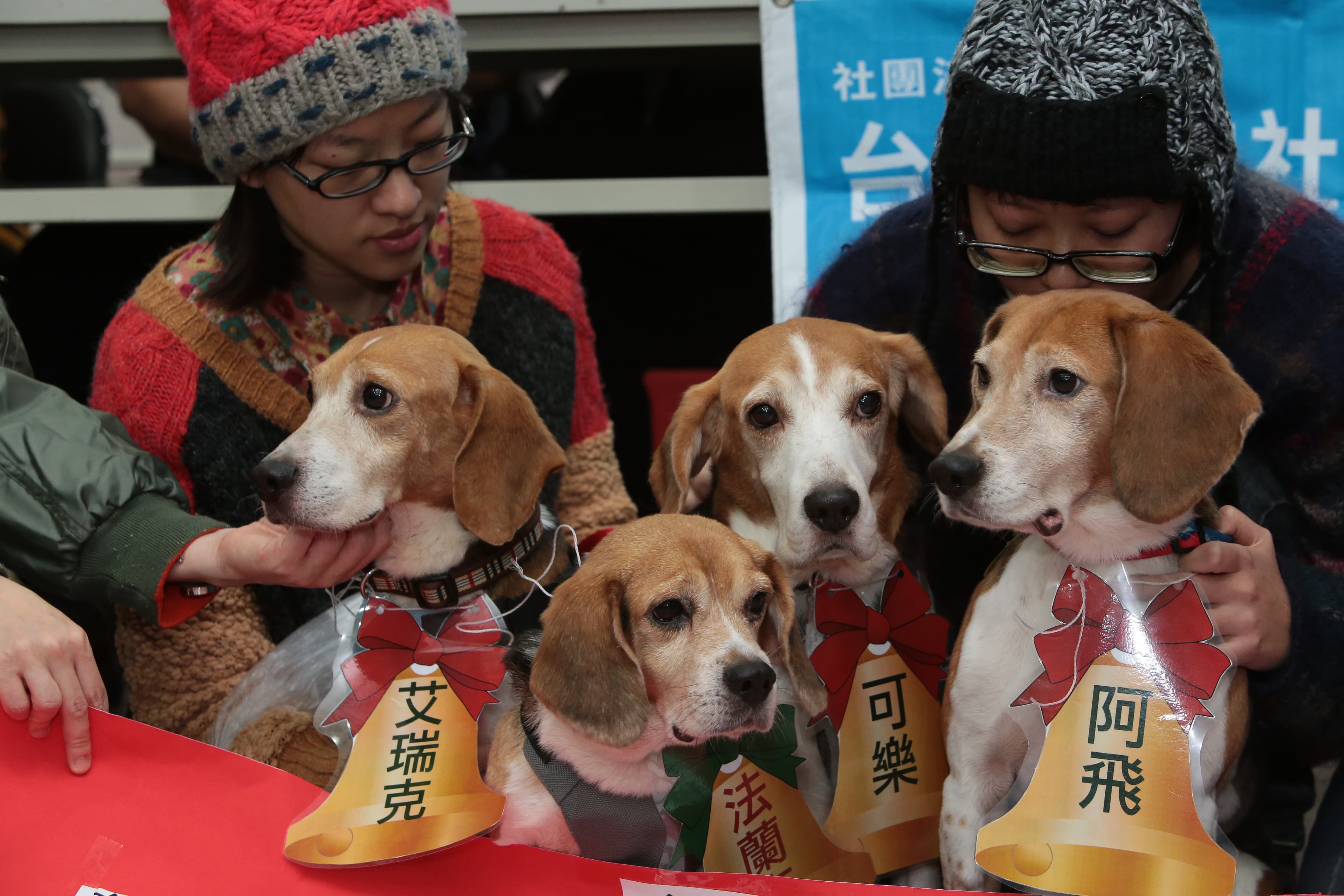 2014年1月，8隻米格魯實驗犬透過記者會徵詢認養人，希望擁有實驗室外的溫暖家庭。