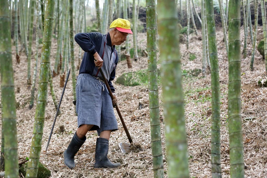 孟宗竹多生長在陡坡上，林赤科用鋤頭挖掘春筍。