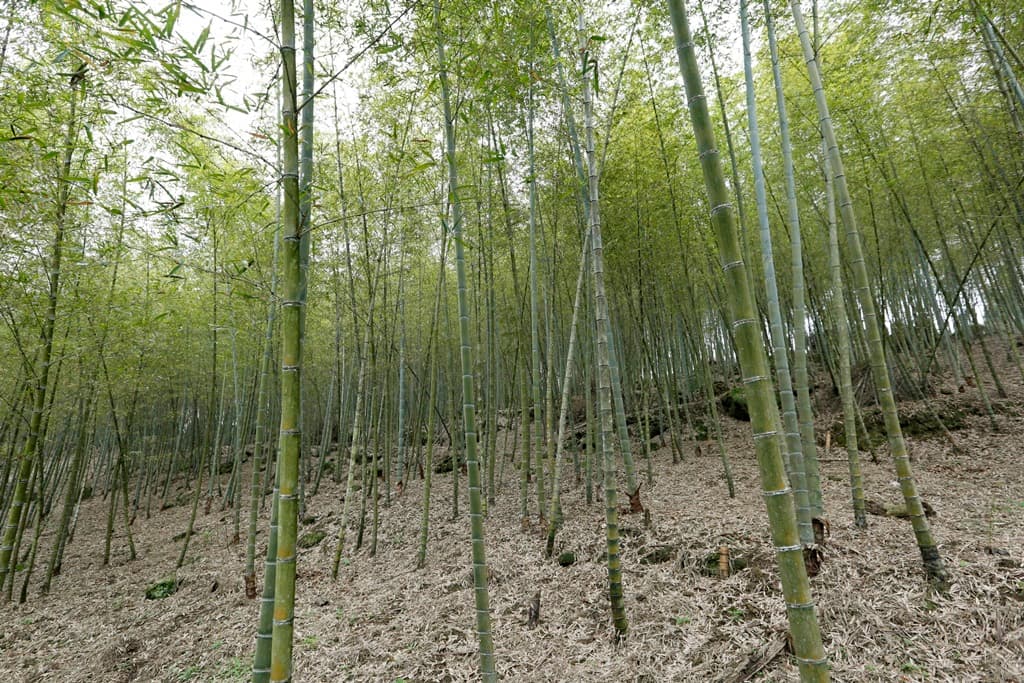 林赤科老家的孟宗竹林綠蔭環繞，距離竹山鎮車程約40分鐘。