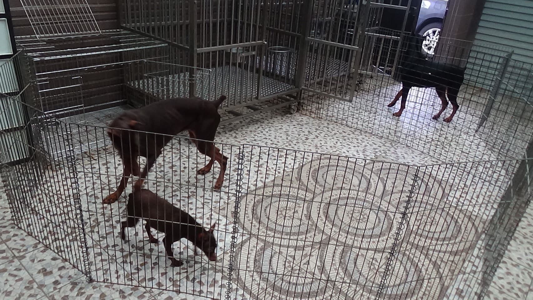李嫌在女友家種大麻,還養了3隻兇猛的杜賓犬防警。