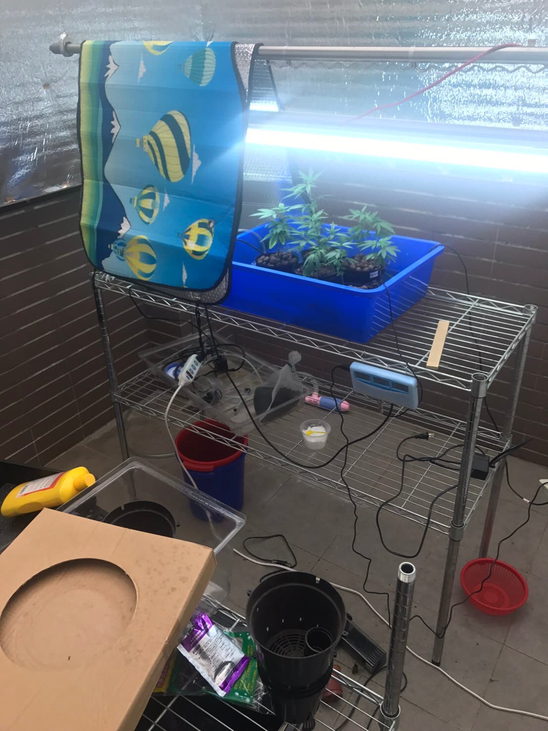 李嫌還自創新的快速養植法,用垃圾桶打氧氣 24小時不間斷,讓大麻生長快速。