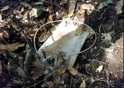 動保團體提議禁止「山豬吊」,因該種獵捕方式拖延動物死亡時間造成痛苦。(翻攝網路)