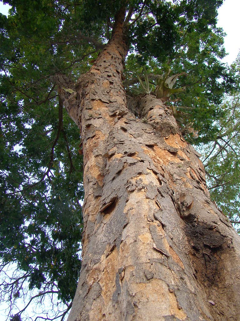 巴西國名的緣起是因為當地盛產巴西紅木。(圖片來源:Wikimedia Commons)