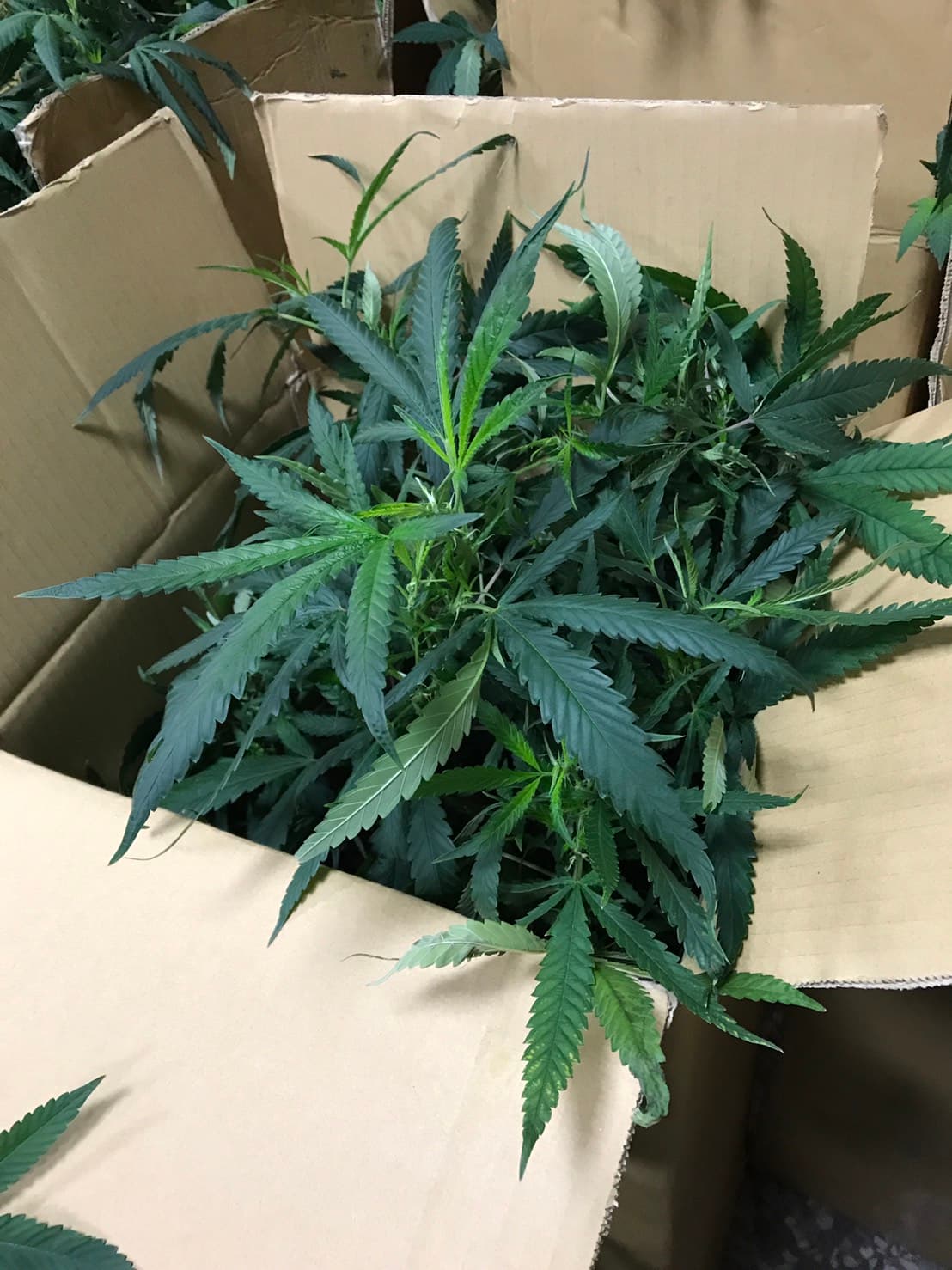 還沒製成菸葉的大麻葉,最珍貴的大麻花,一公克1200元。