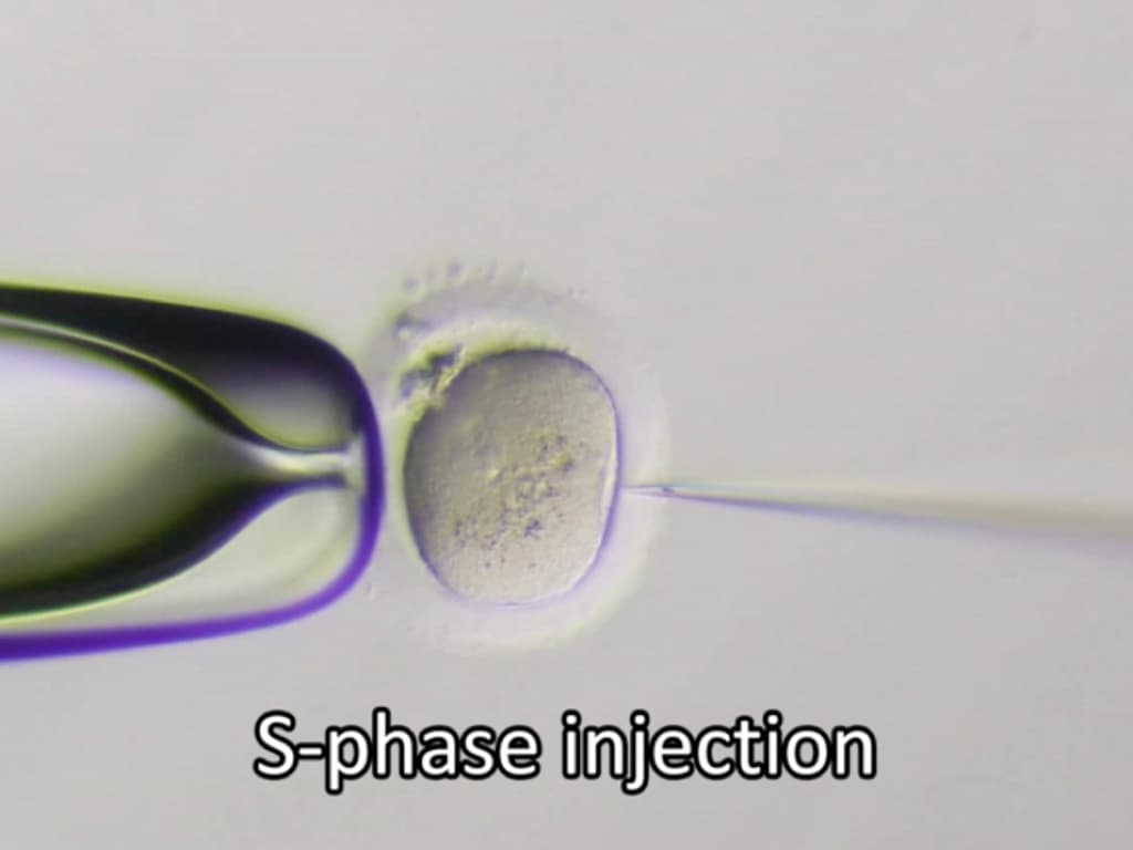 Crispr-Cas9植入人類卵子。科學家以基因編輯技術修復胚胎中的致病基因。(OHSU胚胎細胞與基因修復中心)
