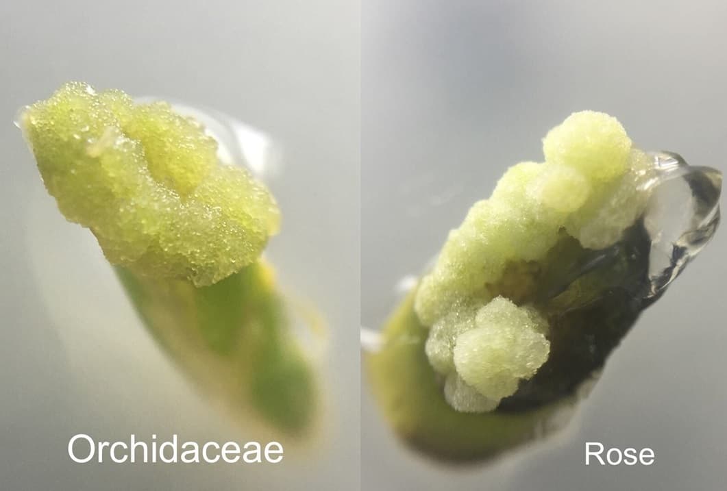 Stemcel產品萃取植物修護元素成份,為肌膚帶來修護、重生作用。