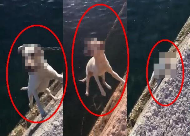 毛小孩遭海陸士兵吊死在港邊,影片流出後引起公憤。(翻攝網路)