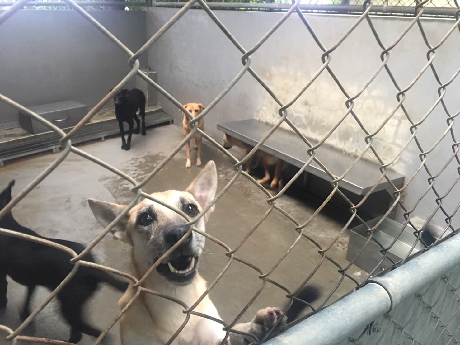 五股動物之家。(翻攝新北市動保處官網)