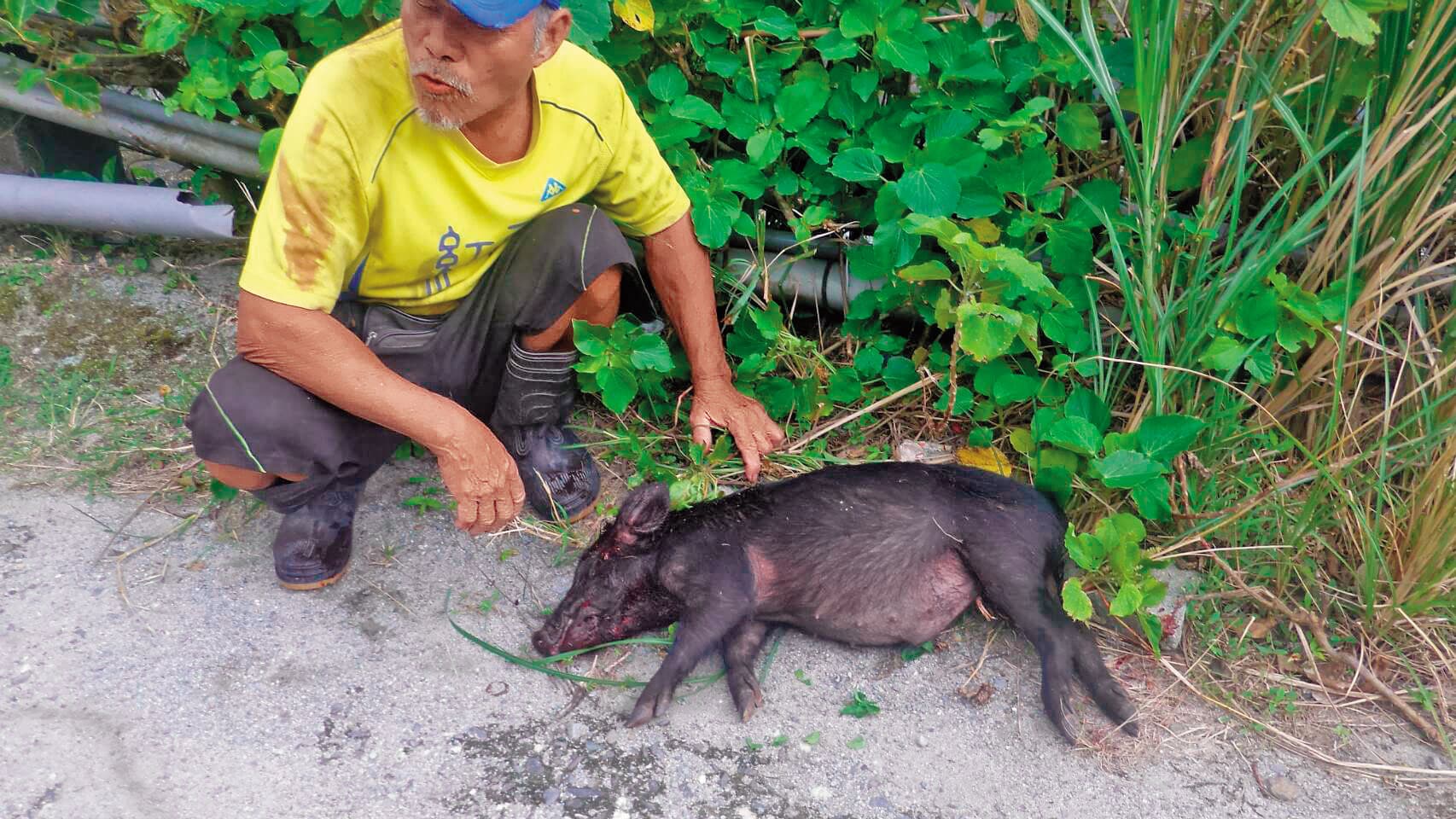 「蘭嶼山豬王」鍾馬雄帶著他的獵犬，深入獵區「為民除害」。