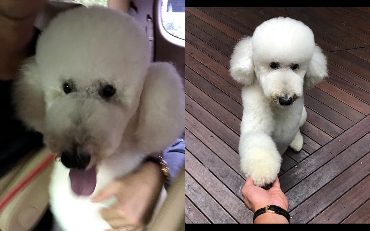 Rain見面會結束後的深夜暴風更新愛犬小愛的照片。（翻攝自Rain ig）