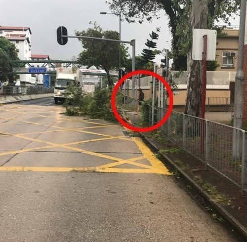 去年香港網友發現周潤發在路上整理路樹。(翻攝自微博)