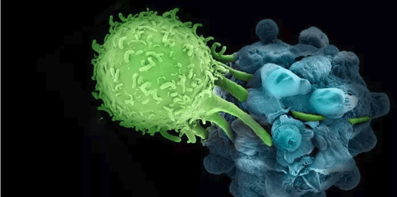增強人體免疫功能的免疫療法。（取自fredhutch.org）