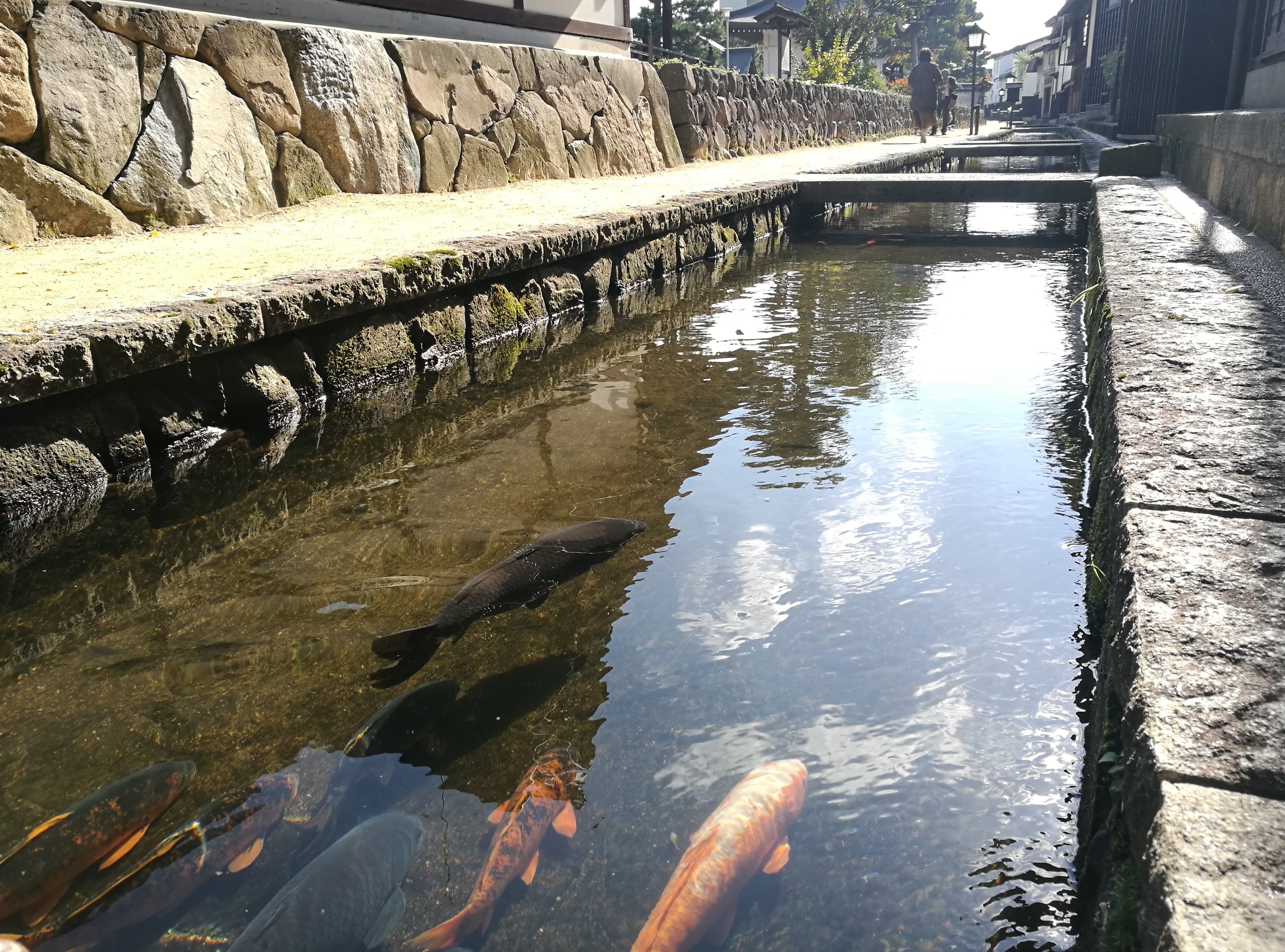 不少人來到飛驒古川,就為了一睹瀨戶川裡千尾鯉魚的奇景。