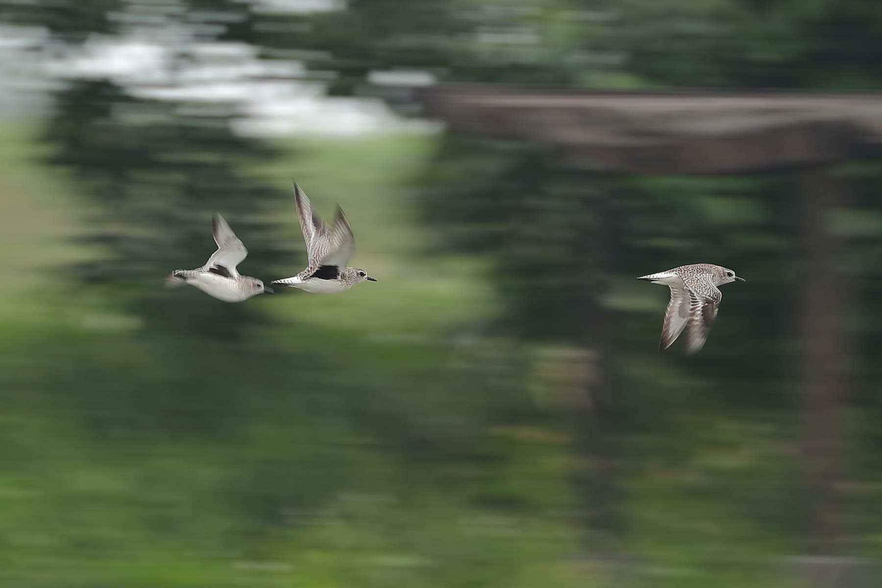 叫聲嘹亮的灰斑鴴每年都會到新南度冬,是田董米團隊很關心的對象。(林哲安提供)